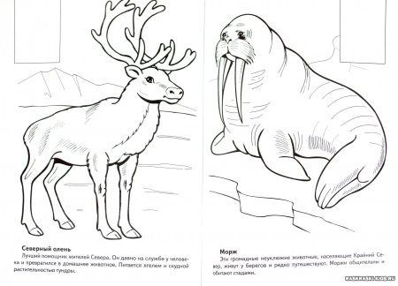 Красная книга раскраска для детей