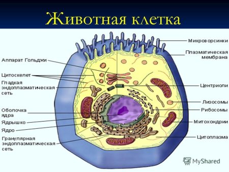 Органоиды клетки животного