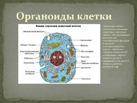 Строение клетки клеточные органоиды