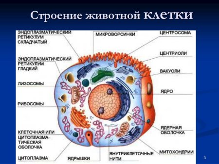 Человеческая клетка строение анатомия