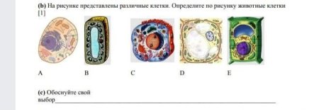 На рисунках представлены различные клетки