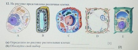 На рисунки представлена _____ клетка