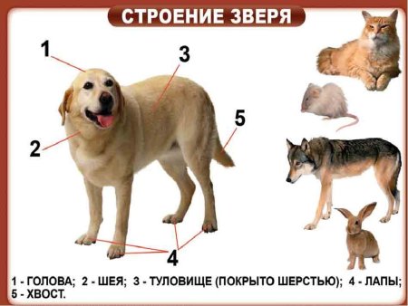 Раскраска домашние животные