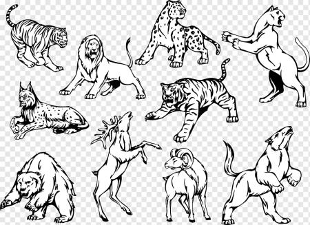 Раскраска хищники животные