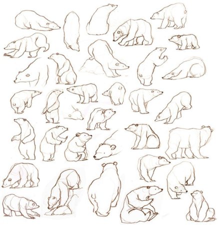 Полярный медведь референс
