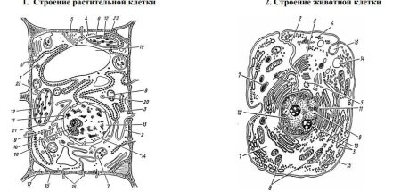 Строение растительной и животной клетки без подписей