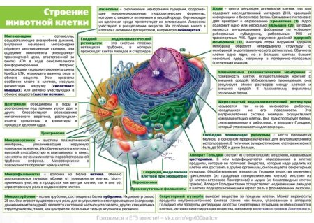 Строение животной клетки рисунок ЕГЭ