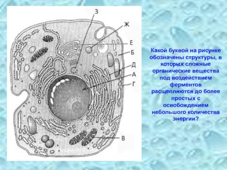 Строение клетки рисунок
