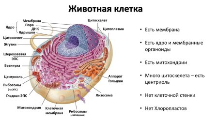 .Клеточная теория.строение клетки,клеточные органоиды.