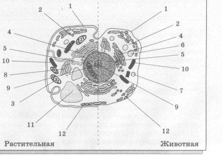 Органоиды растительной клетки схема