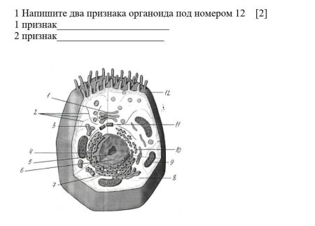 Строение животной клетки ЕГЭ