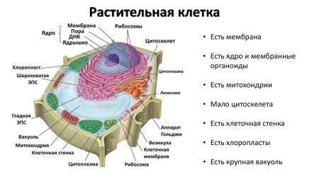 Строение клетки животного с органеллами