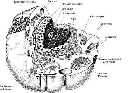 Строение клетки грибов рисунок