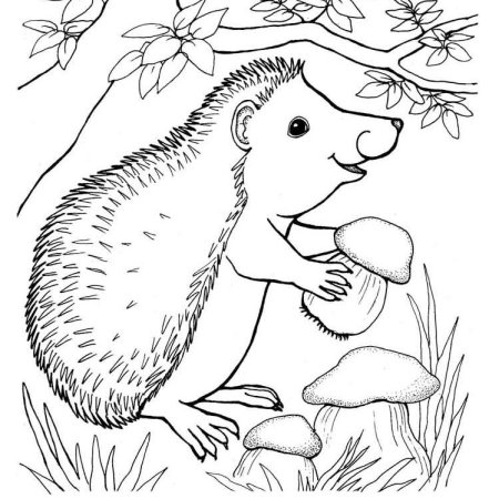 Раскраска Лесные животные