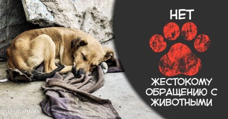 Против жестокого обращения с животными