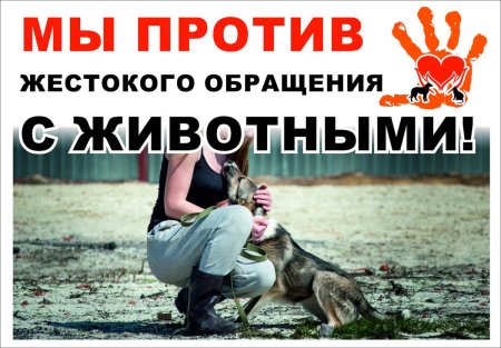 Жестокое обращение к животным