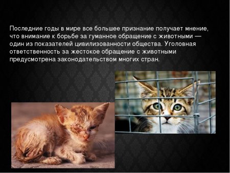 Жестокое обращение с животными презентация
