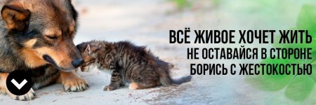 Помощь животным