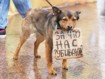 Защита бездомных животных