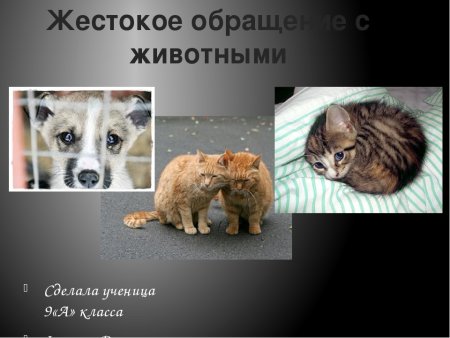 Жестокое обращение с животными