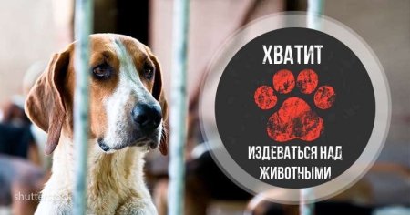 Нет насилию над животными