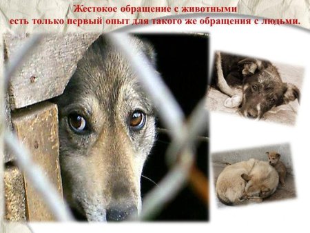 Против жестокого обращения с животными