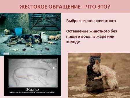 Жестокое обращение к животным