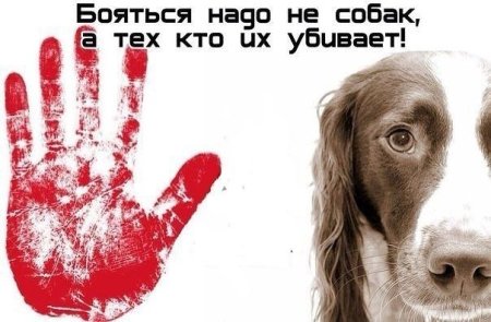 Плакат не убивайте животных