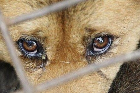 Глаза бездомных животных