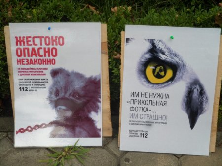 Плакат против жестокого обращения с животными