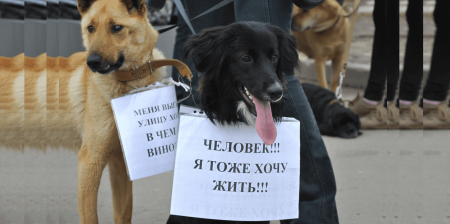Защита бездомных животных