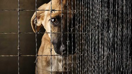 Реклама приюта для собак