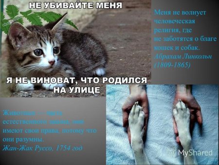 Против жестокости над животными