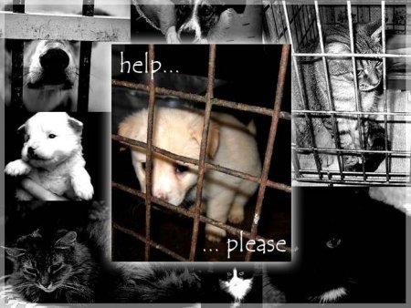 Реклама бездомных животных