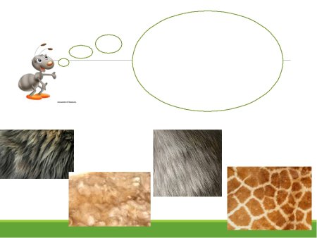 Шерсть животных окружающий мир 1