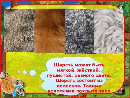 Шерсть животных 1 класс