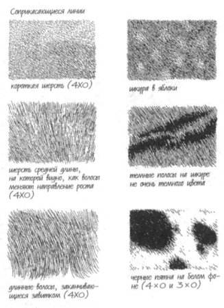 Рисование шерсти животных