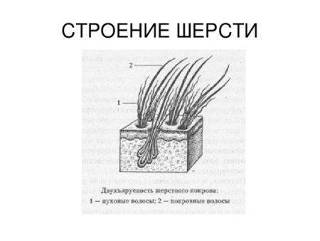 Строение шерсти животных 1 класс
