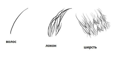 Зарисуйте шерсть зверей которую вы рассмотрели
