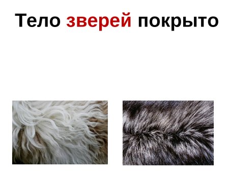 Тело животных покрыто шерстью