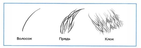 Практическая работа исследуем шерсть зверей