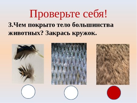 Чем покрыто тело животных