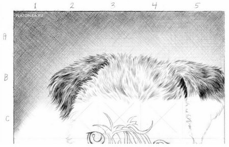 Зарисовки шерсти животных