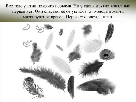 Перья окружающий мир