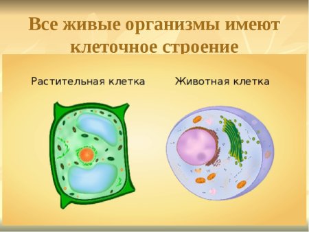 Клетка растения и клетка животного биология 5 класс
