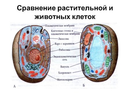 Схема растительной и животной клетки