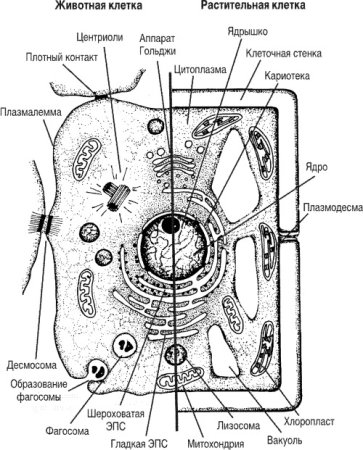 Схема строения клетки животного и растения