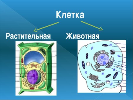 Строение живой и растительной клетки 7 класс