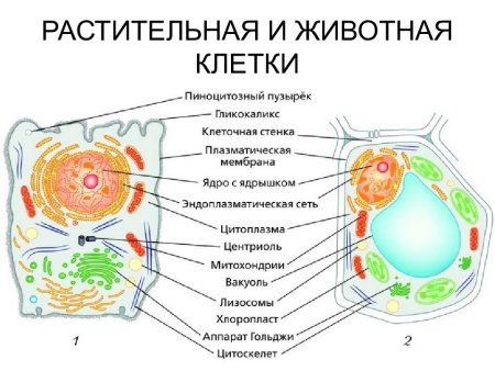 Рисунок 15 органоиды животной и растительной клетки