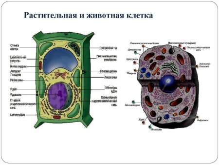 Схема строения эукариотической растительной клетки